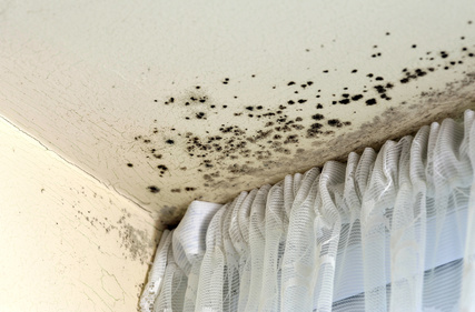 Residential Mold Remediation - Georgia Water And Fire