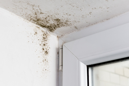 Residential Mold Remediation - Georgia Water And Fire