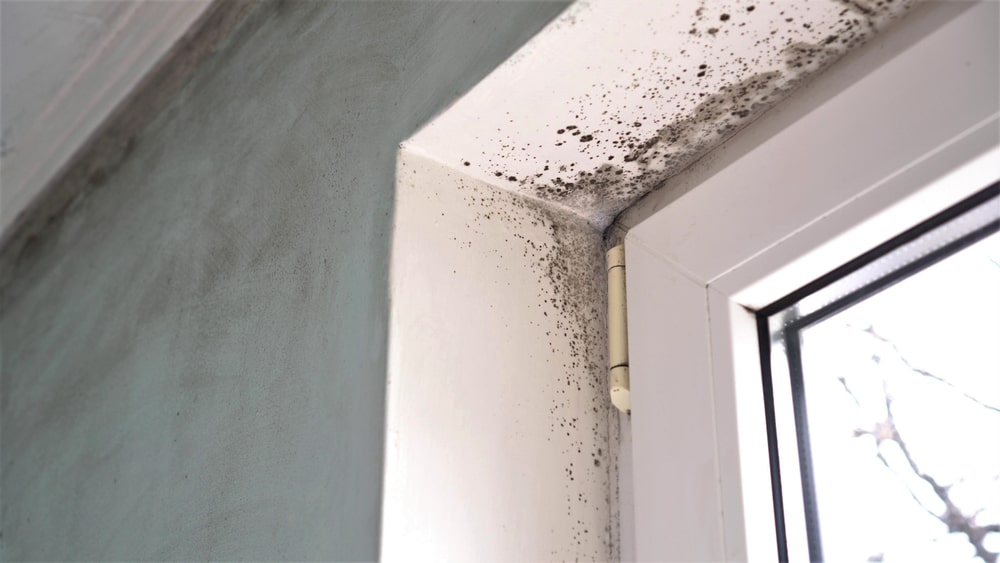 How Long Does It Take for Mold to Grow?