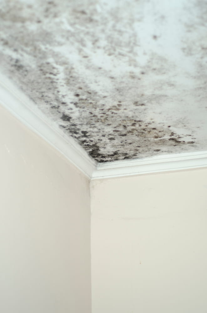 Mold damage prevention