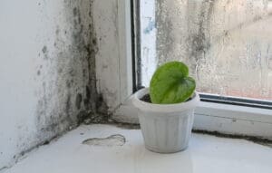 What Does Mold Smell Like? Signs of Mold in Your Home
