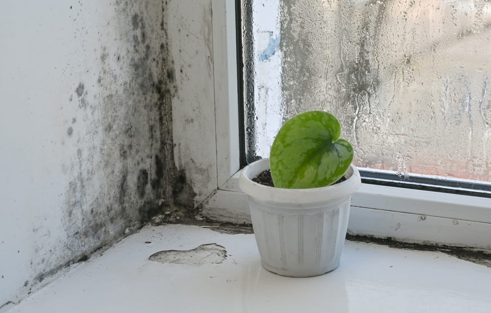 What Does Mold Smell Like? Signs of Mold in Your Home